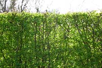New fresh green leaves of Crataegus monogyna - Hawthorn hedge in spring
