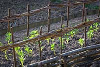Woven hazel support framework for newly planted young Broad Beans plants at Perch Hill