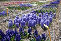 The Hyacinth trial fields at Floratuin Julianadorp