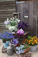 Display of flowers outside the packing shed, in buckets, baskets and   galvanised tubs on apple crates -  Calendula officinalis - Pot marigold, Salpiglossis 'Kew Blue', Campanula lactiflora 'Anna Loddon', Cornflower 'Blue Ball', Sweet Peas, DIll, Ammi majus - Green and Gorgeous