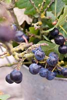 Prunus spinosa - Sloes, Blackthorn cut in container