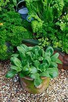 Green leaved Pak Choi growing in a terracotta pot with parsley and chard growing in a raised bed behind
