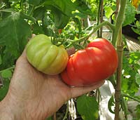 Picking Supersize Beefsteak Tomato 'Country Taste'                               