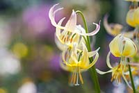 Erythronium 'Joanna' - Trout lily
