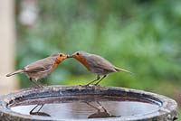Erithacus rubecula - Male Robin feeding female Robin a mealworm on a birdbath
