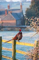 Phasianus colchicus - Male Pheasant standing on a fence in the frosty wintry english countryside