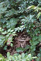 Hedgehog nest using fallen Bamboo Phyllostachys leaves 