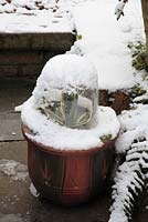 Agave americana in pot on patio with plastic cloche as protection against snow 