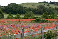 Papaver rhoeas and borage in field near Bewdley