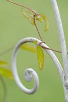 Clematis 'Duchess of Albany' tendril wound round metal arch