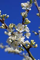 Prunus insititia 'Merryweather Damson' blossom 