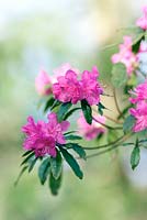 Rhododendron 'Boskoop Ostara'