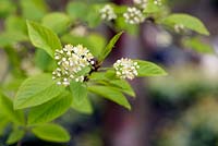 Prunus maackii 'Amber Beauty' - Spring flowers