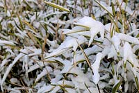 Pleioblastus variegatus syn. Arundianaria fortunei covered in snow