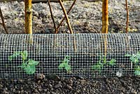 Newly planted Pisum sativa, Pea 'Early Onward' growing under metal mesh to protect from mice.