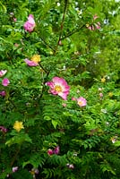 Rosa rubiginosa - Aulden Farm