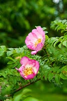 Rosa rubiginosa. Aulden Farm