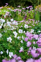 Geranium clarkei 'Kashmir White' - Herterton House, Hartington, Northumberland, UK