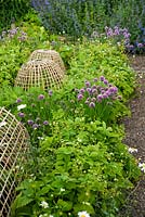 Bamboo cloches to protect vegetable plants in the potager surrounded by chives, strawberries, catmint and self seeded white foxgloves - Mindrum, nr Cornhill on Tweed, Northumberland, UK