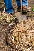 Dividing Grasses, Step 1 - Man digging round large clump of Miscanthus sinensis 'Morning Light' - Chinese Silver Grass - preparing to split into several smaller plants in early spring