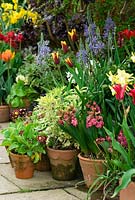 Display of spring flowering bulbs in containers by front door at Great Dixter in Sussex including Tulips, Daffodil, Primula auricula, Hyacinth, Camassia and Artemisia 'Limelight' in April
