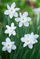 Narcissus rupicola subspecies watieri - Daffodil  