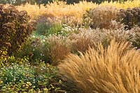 Autumn view of The Summer Garden, National Miscanthus Collection at The Bressingham Gardens