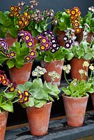 Primula auricula theatre. May, Perennials. Portrait of lots of different coloured auriculas in terracotta pots.