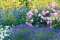 Rosa 'Felicia', Eryngium 'Big Blue' Lavender - Lavandula angustifolia 'Lavenite Petite' Pink Dianthus 'Mrs Sinkins' Red-Barked Dogwood  Cornus alba 'Aurea' in mixed border in the Fragrant Garden 
