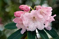 Rhododendron 'Loderi Pink Diamond'