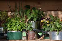 Plants in old tin cans and saucepans. Winners Best School Garden. Georges Marvellous Medicine. Malvern Spring Gardening Show 2012
