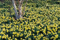 Narcissus pseudonarcissus - Valley gardens, Windsor