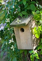 Bird box with Clematis montana 'Marjorie'