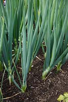 Allium cepa 'Sentry' Onion 