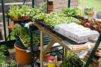 Inside a greenhouse in early spring with trays of young plants on shelving including Geranium, Begonia and Impatiens