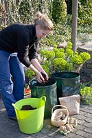 Woman planting potatoes, Solanum tuberosum 'Linda' in grow-bags