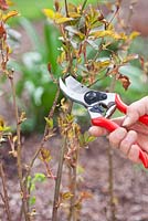 Correct pruning of a rose using secateurs 