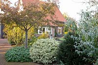 Geranium, Prunus, Euonymus, Taxus and Buddleia - Tuin de Villa, Netherlands 