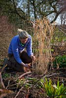 Cutting back seedheads of perennials and ornamental grasses to make room for new growth