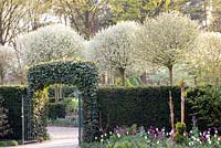 Arch leading through to tree lined drive with Prunus fruticosa 'Globosa'
