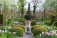 Formal garden with Tulipa 'Synaeda Amor', Tulipa 'Shirley' and Tulipa 'Lilac Cup'