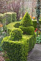 Topiary in garden shaped from Buxus sempervirens
