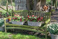 Bench in front of chicken coop with pansies and tulips