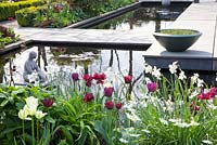 Modern garden in Spring with planting of Tulipa 'Ronaldo' and Tulipa 'Negrita'
