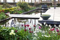 Modern garden in Spring with planting of Tulipa 'Ronaldo' and Tulipa 'Negrita'

