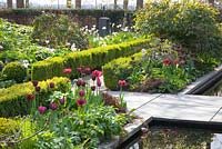 Modern garden in Spring with planting of Tulipa 'Ronaldo'