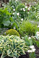 Spring border with Tulipa 'White Triumphator', Buxus, Pulmonaria and Crambe cordifolia 
