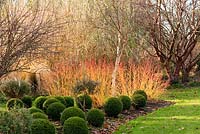Cornus sanguinea 'Midwinter Fire' with box balls, Buxus sempervirens, and a white stemmed birch - Sir Harold Hillier Gardens, Ampfield, Romsey, Hants, UK