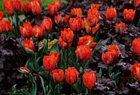 Tulipa 'Hermitage' with Heuchera