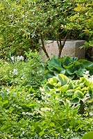 Hosta and other shade loving plants in with a granite stone water trough. Lamprocapnos spectabilis 'Alba', Hosta, Tulipa, Viburnum and Vinca minor 'Alba' - Hollberg Gardens 